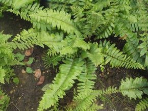 Многоножка обыкновенная, Polypodium vulgare, сладкий папоротник, фото Многоножка обыкновенная, Polypodium vulgare, сладкий папоротник