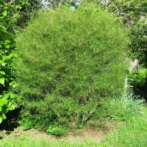 Крушина – кустарниковое растение, фото Крушина (Frangula) – кустарниковое растение
