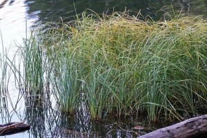 Осока водяная, или водная, фото