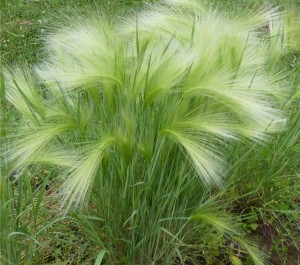 Ячмень гривастый, фотография