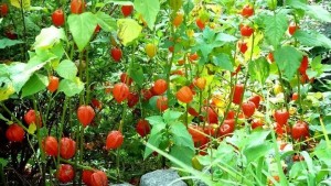 Физалис земляничный, фотография Физалис земляничный, фото