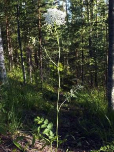 Бедренец камнеломковый, Pimpinella saxifraga, фотография растения Бедренец камнеломковый, Pimpinella saxifraga фото